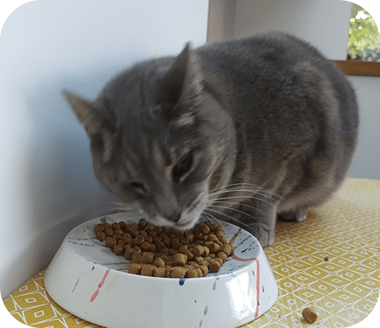 pet-sitter pour garde d'animaux et visites à domicile à Caen