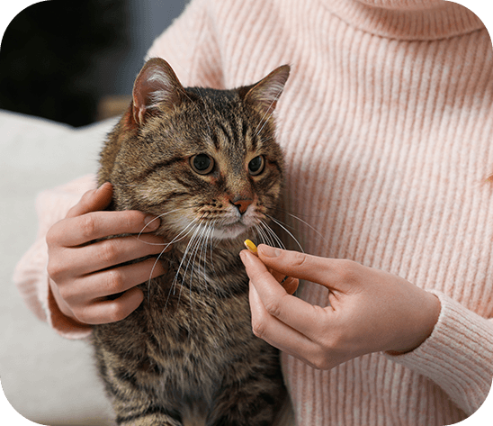 pet-sitter pour garde d'animaux et visites à domicile à Caen