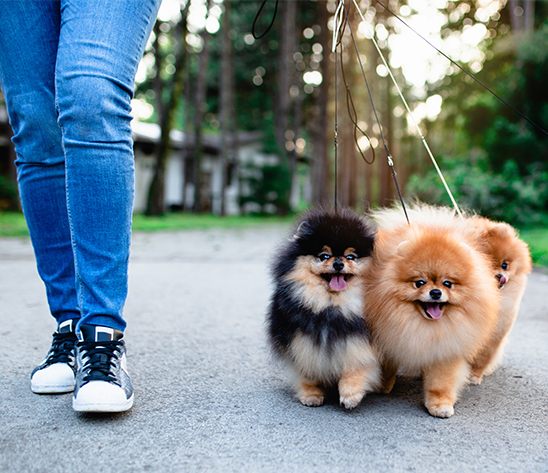 Promenade de chien à domicile à Caen